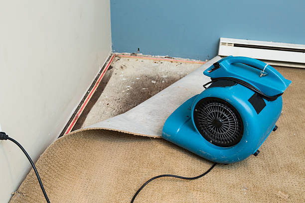 Best Mold removal after water damage  in Rush City, MN